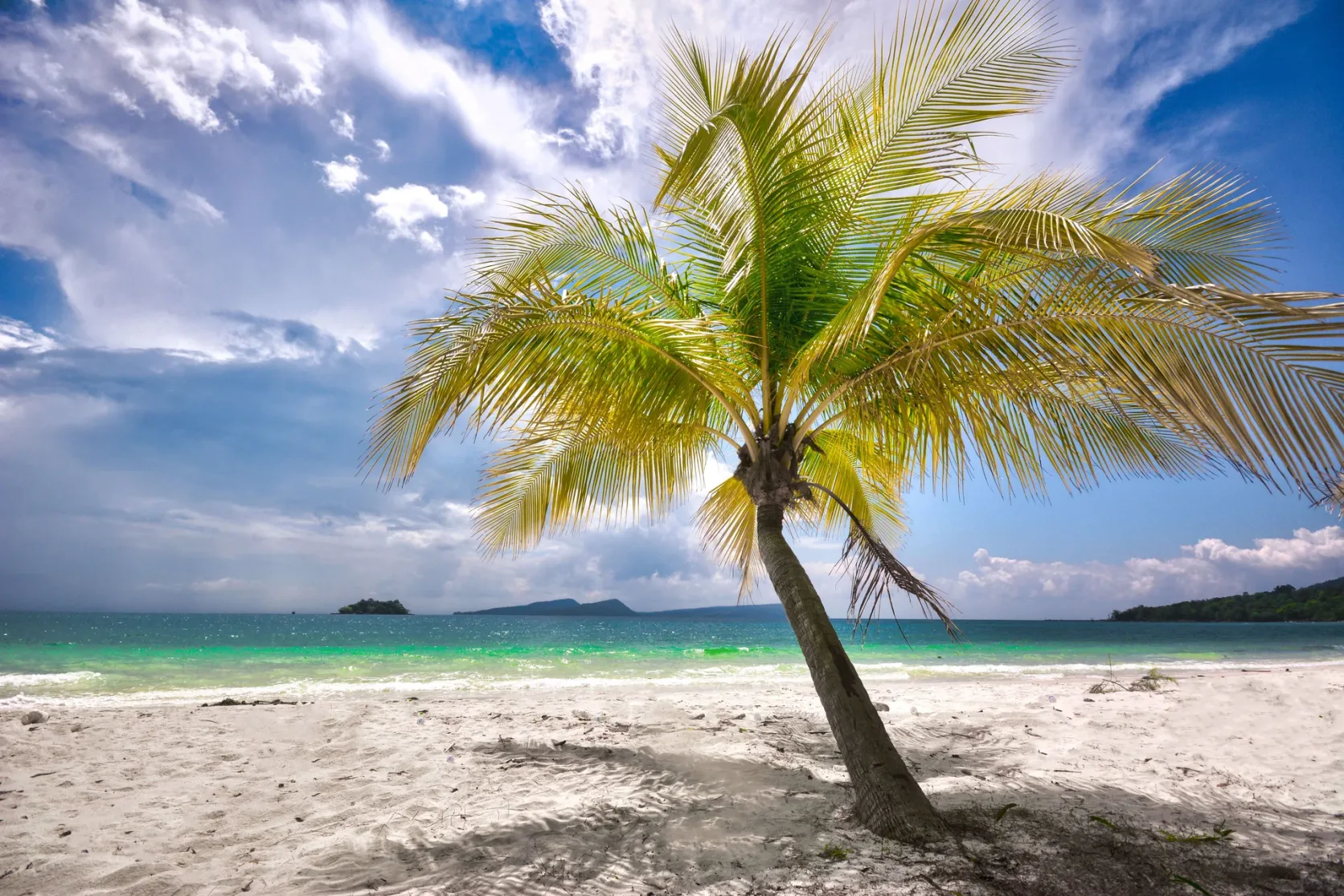 A leaning palm tree beside the sea and sand on Koh Rong.